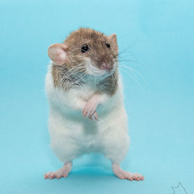 Photos de NAC 
(nouveaux animaux de compagnie) en studio Morges