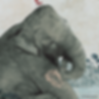elephant-a-une-question-kaatje-vermeire-