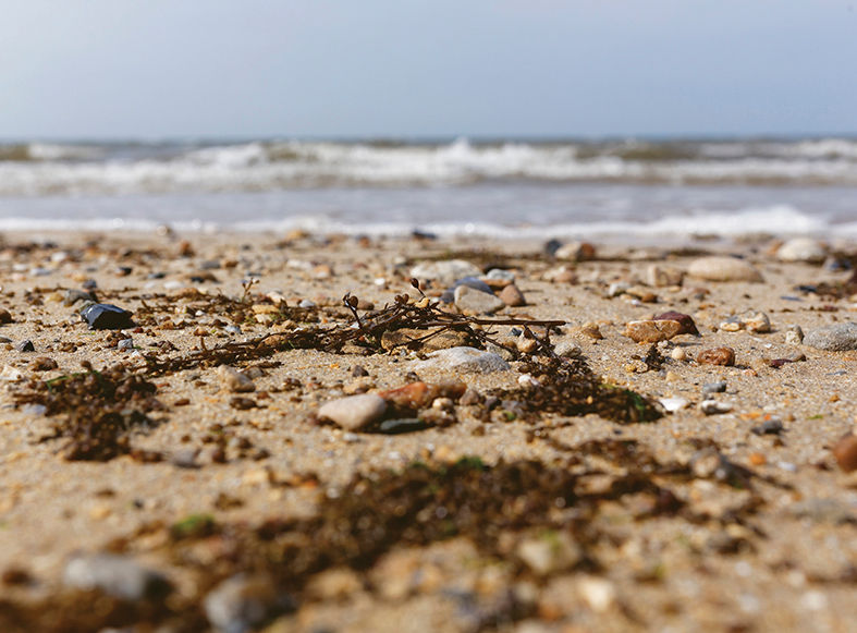 Miniature : Laisse de mer