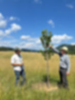 Greg Brann Poplar.JPEG