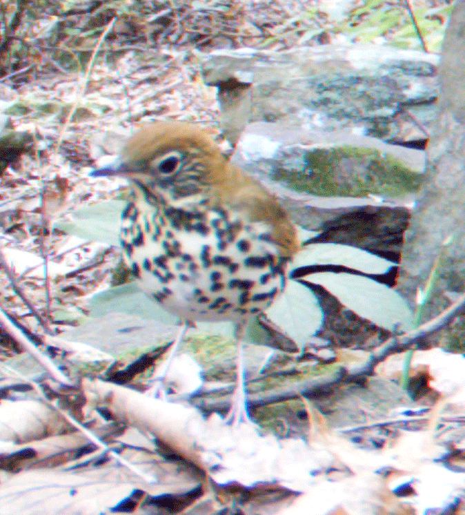 birdy.gif