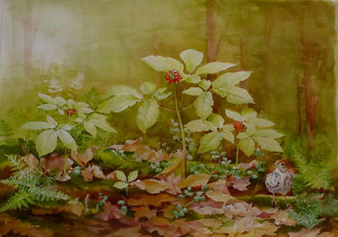 Riley, Susan Bull_ higher resolution ginseng photo3.jpg