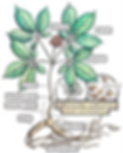 ginseng.png