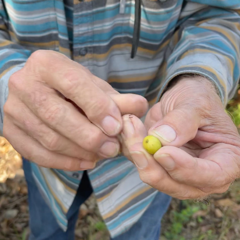Hands with acorn