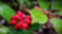 BCB%25202015-2%2520(4)%2520(Copy)_edited_edited.jpg