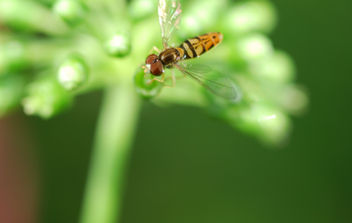 Pollinator on American ginseng flower.

Gallery Credit: Zachary Bradford