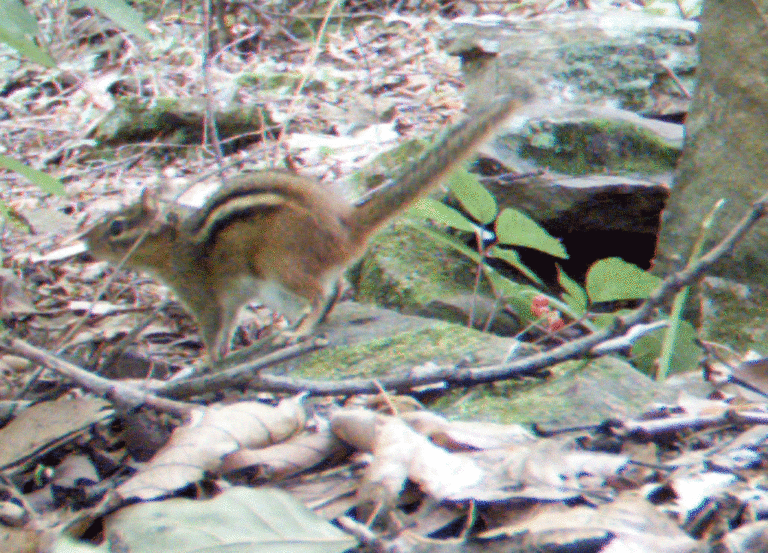 Chipmunk1-768x553.gif