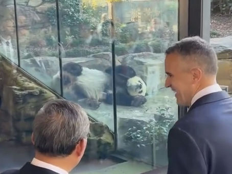 阿德莱德动物园将迎来新成员“怡兰”和“星秋”两只大熊猫年底抵达