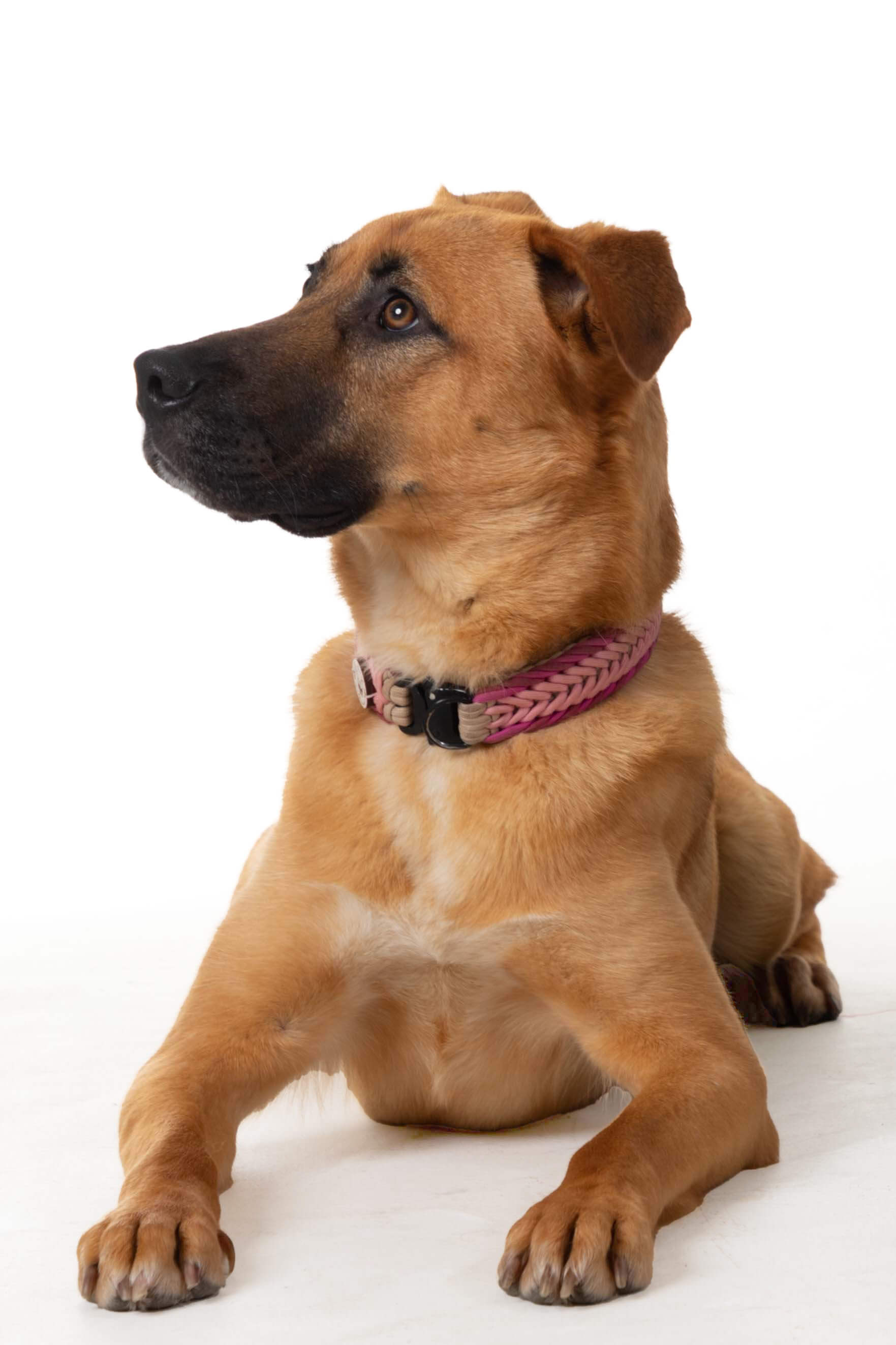 Animais de estimação em estudio