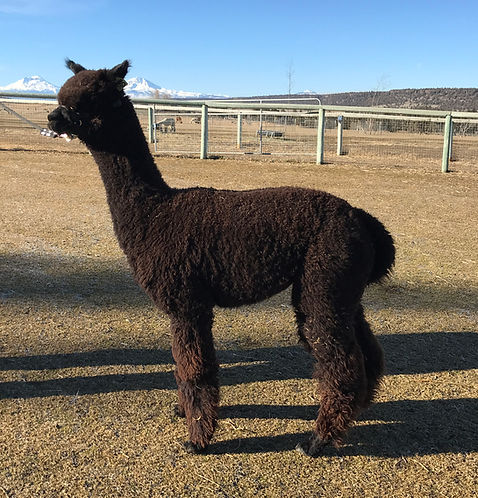 ESTATES KAYENTA-Jan 2022 Left Profile.jpg