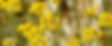 Fleur-immortelle-bienfaits-peau-2-1024x421.jpg