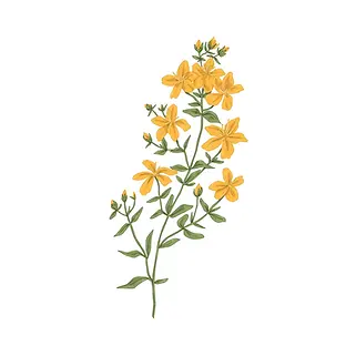 millepertuis-fleur-base-plantes-medicinales-dessin-retro-botanique-plante-chevre-hypericum