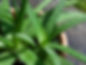 Aloe-Vera.jpg