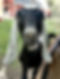 Goat_2.jpg