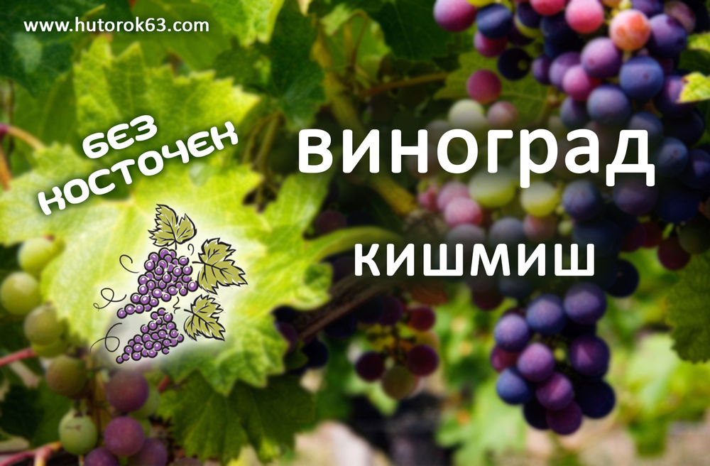 Кишмиш ярославль карта