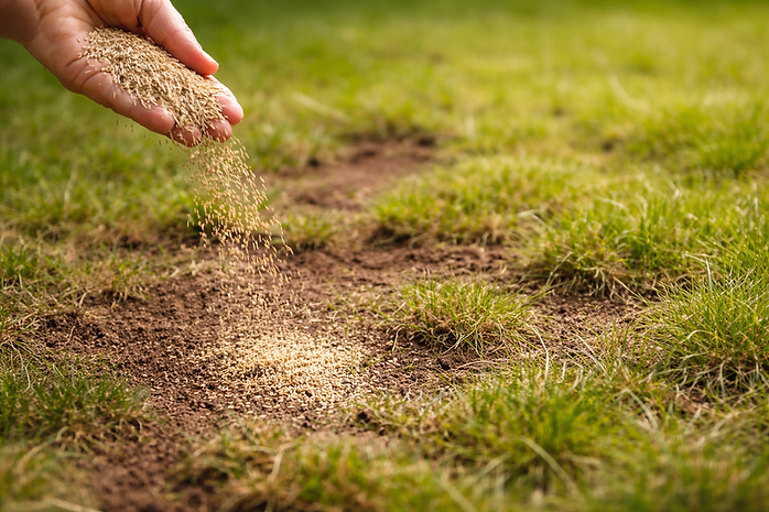 Chat grass seed landscape.png
