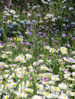 Spring Meadow in Evia