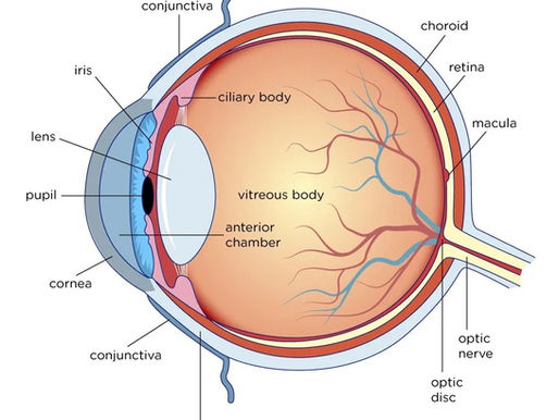 Why your eye doctor dilates your eyes.