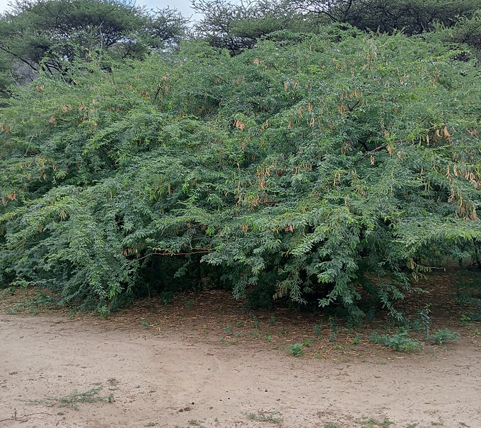 Fight prosopis.jpeg