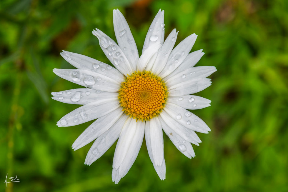 _augustosilvaotero - Augusto - Margarita.jpg