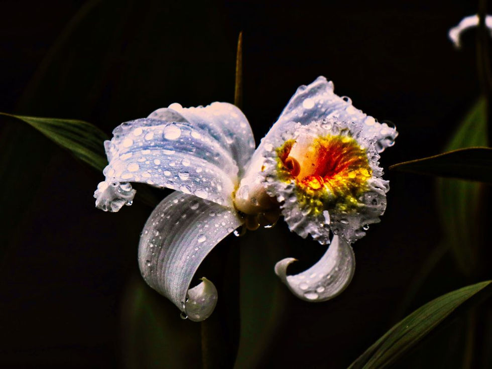 _donescos - Diego Escobar A - FLORES 3.jpg