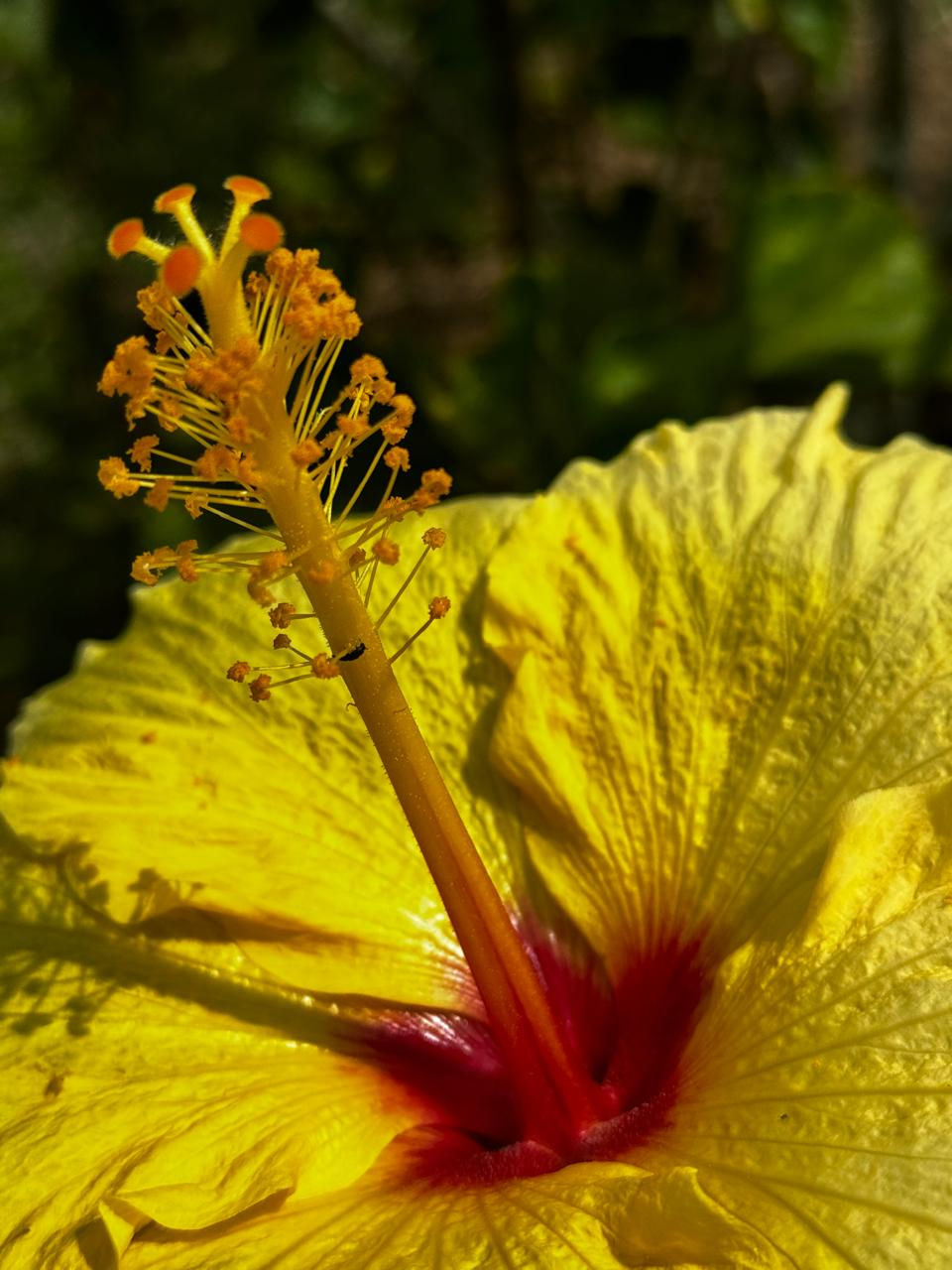 _elizabethhormaza - Elizabeth Hormaza. Pistilo amarillo..jpg