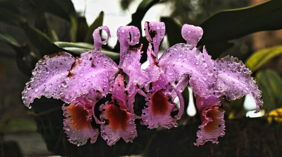 _donescos - Diego Escobar A - FLORES 1.jpg