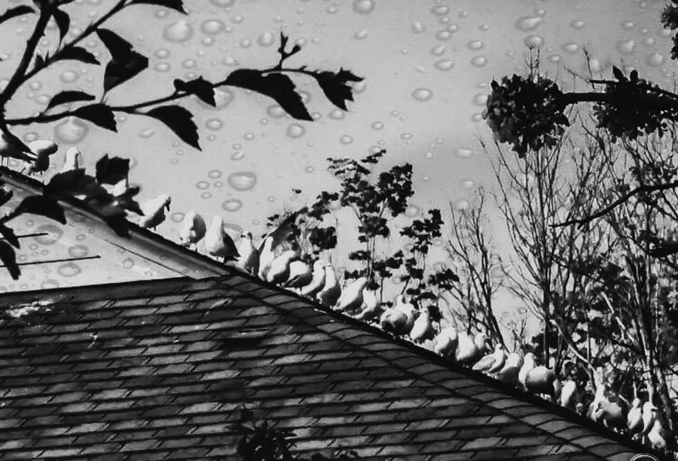 _donescos Diego Escobar Alvarez GAVIOTAS.jpg