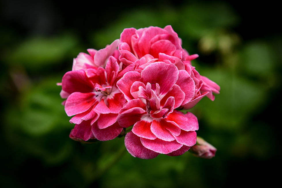 _hpintoortegon-Hernando Pinto-FL2(1).jpg