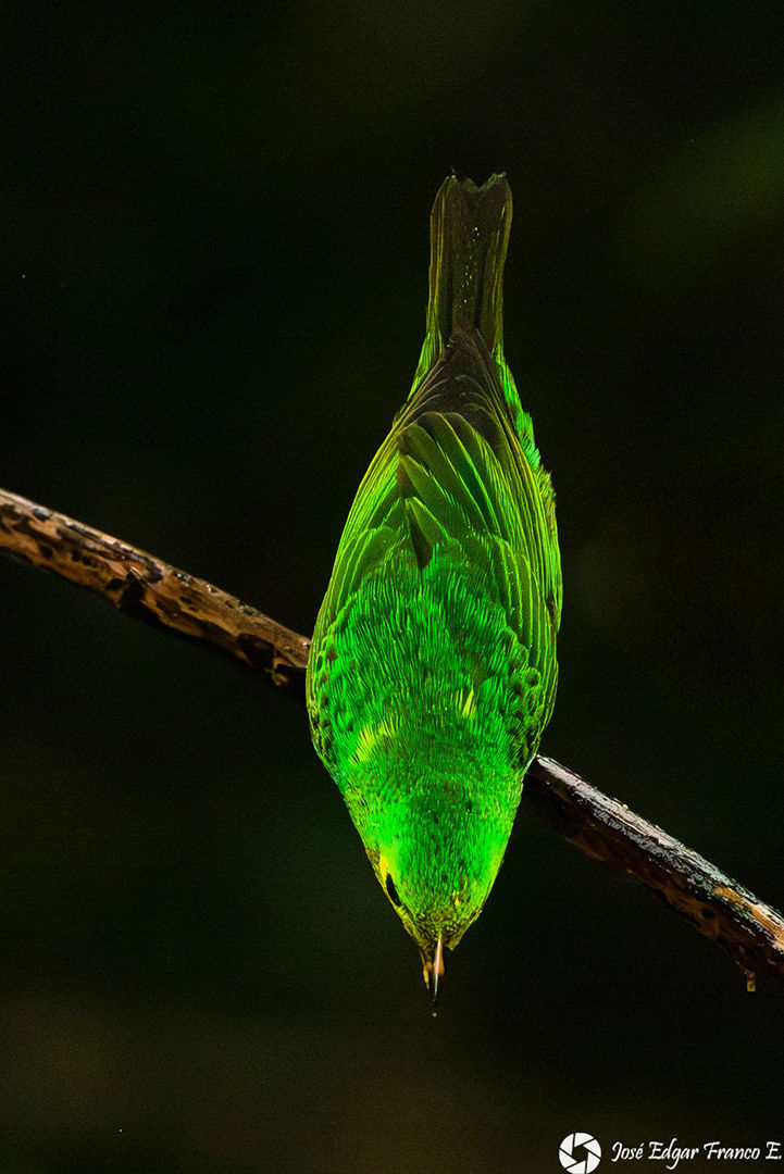 jotaefe_100-Jose Edgar Franco E-foto2.jpg