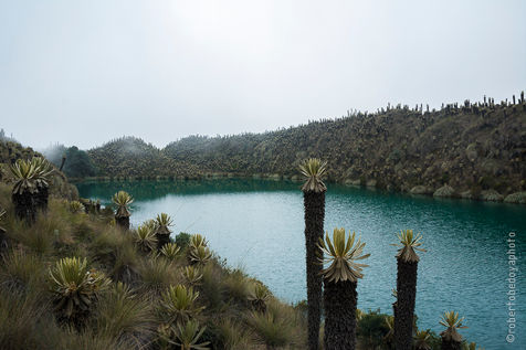 _robertobedoyaphoto - Roberto Bedoya - 002.jpg