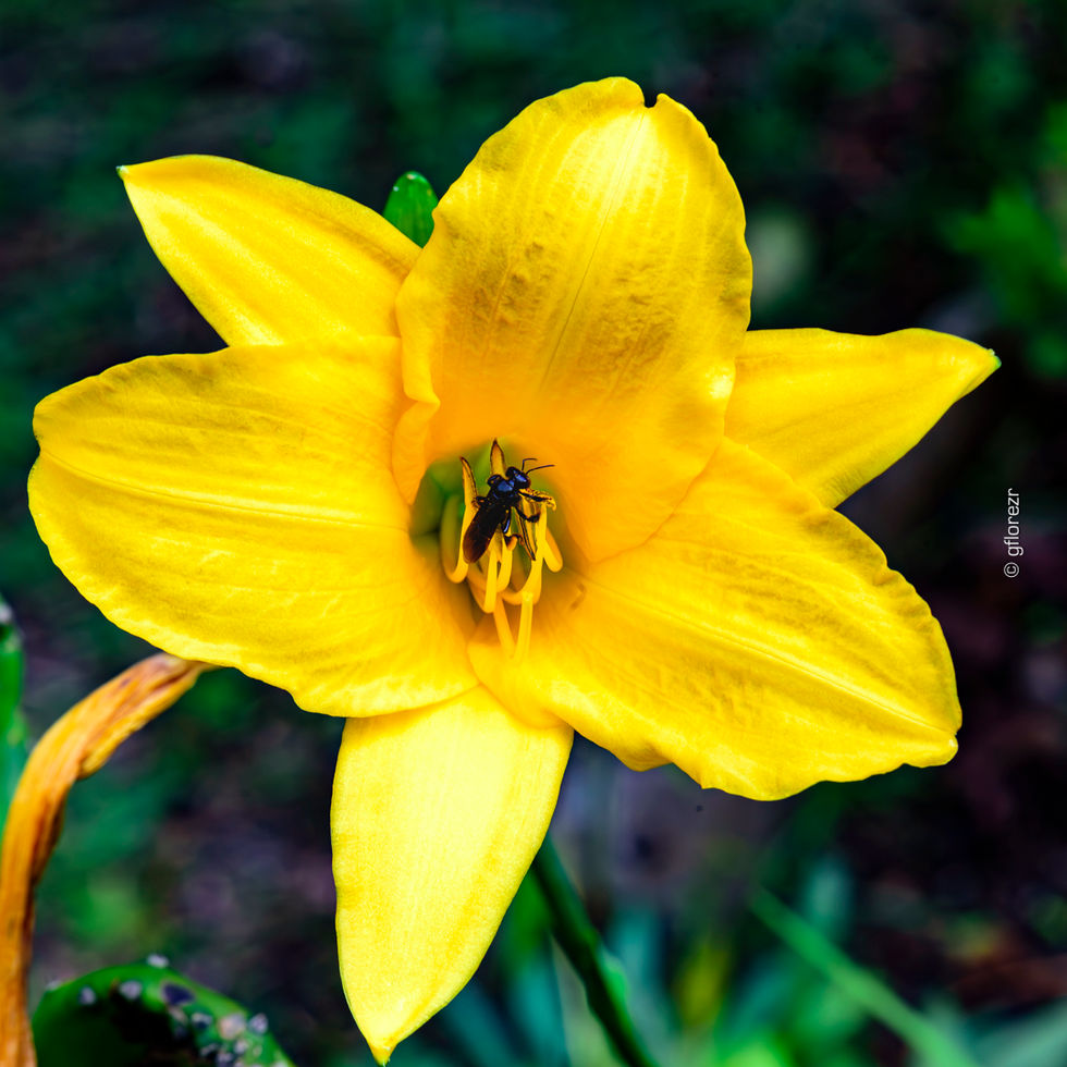 _gflorezr - Gerardo_Florez - Lirio_Amarillo.jpg