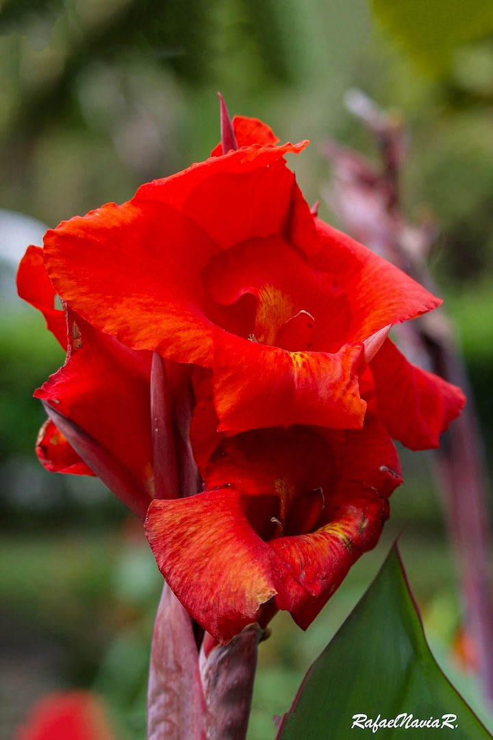 _rafaelnaviarodriguez - Rafael Navia R- Flores-1 3.jpg