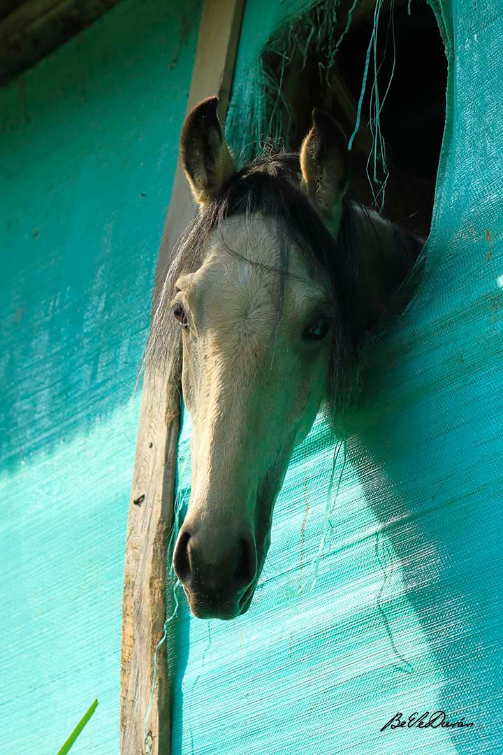 _beatriz.velasquez.duran - Beatriz Velásquez - 3.jpg