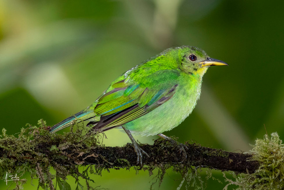 _augustosilvaotero - Augusto - Verde2.jpg