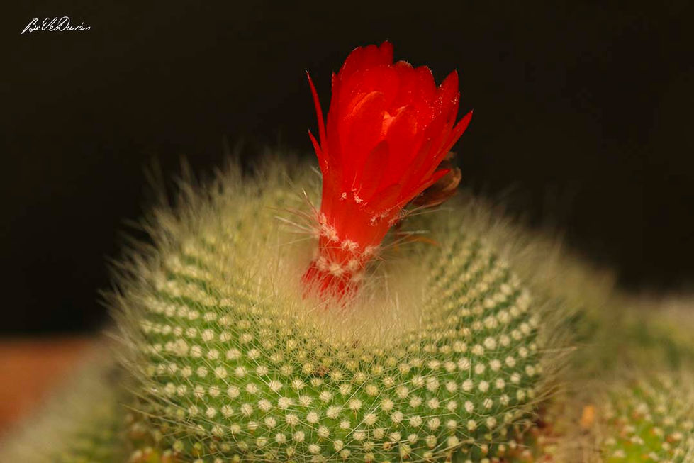 _beatriz.velasquez.duran - Beatriz Velásquez - 3.jpg