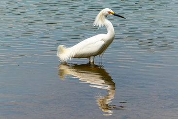 Sara Polo - Egretta thula.jpeg
