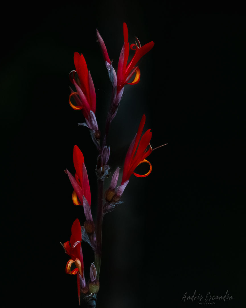 _andresescandonfotos-Andres Escandon -co-44.jpg