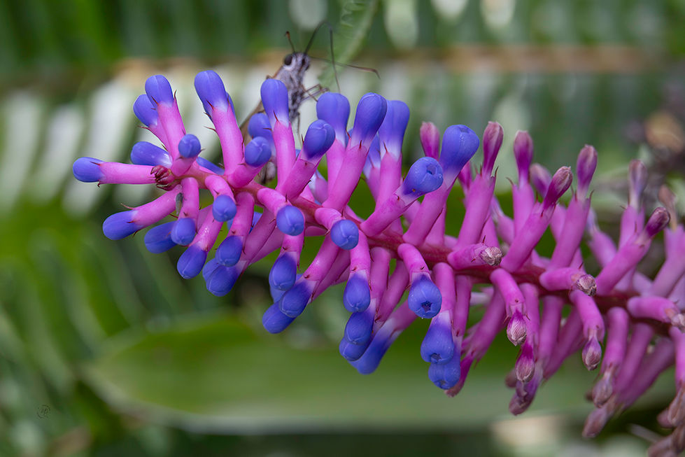 _mgarciaizq-Martha Garcia- Fosforitos.jpg