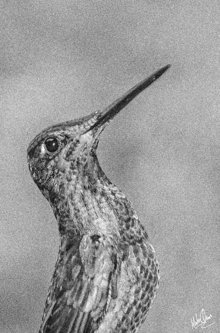 _williamochoafotografia - William Ochoa - 1 Uno orden en el carrusel de Instagram y págin