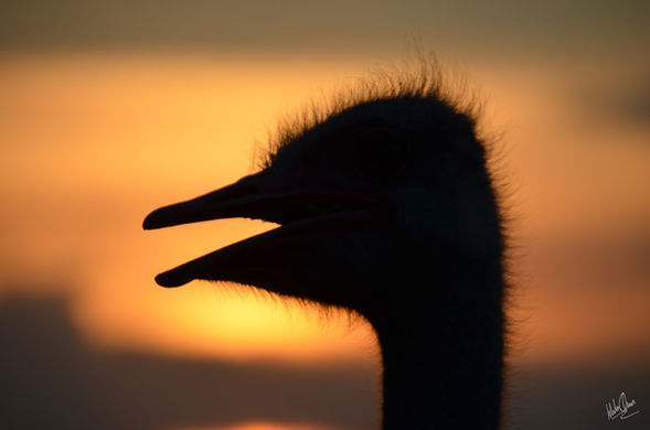 _williamochoafotografia - William Ochoa - Siluetas _ Contraluz - 3.jpg