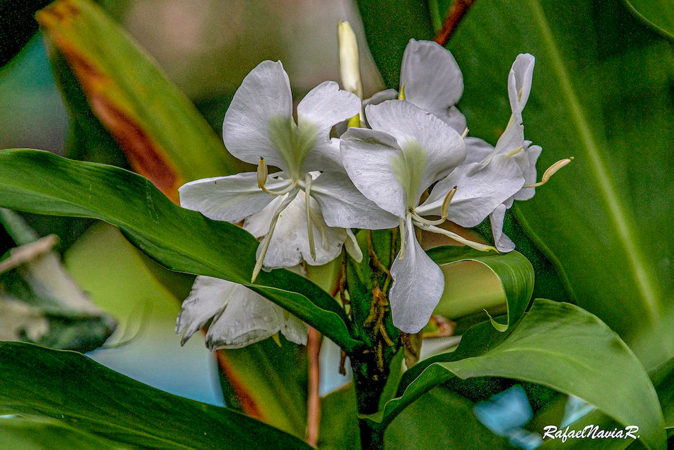 _rafaelnaviarodriguez - Rafael Navia R- Florez 2 3.jpg