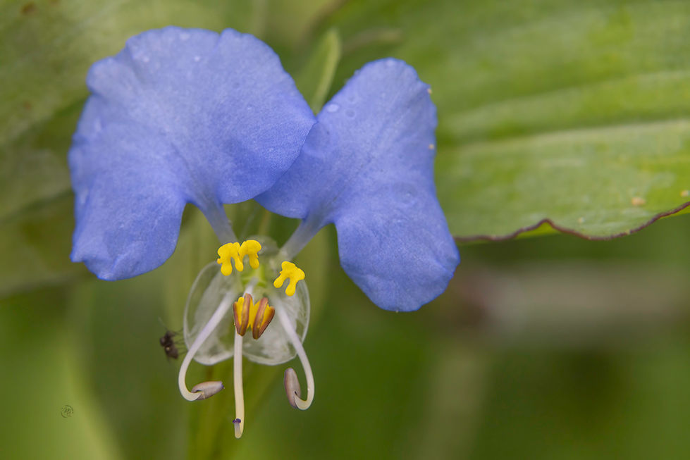 _mgarciaizq-Martha Garcia- Formas caprichosas_.jpg