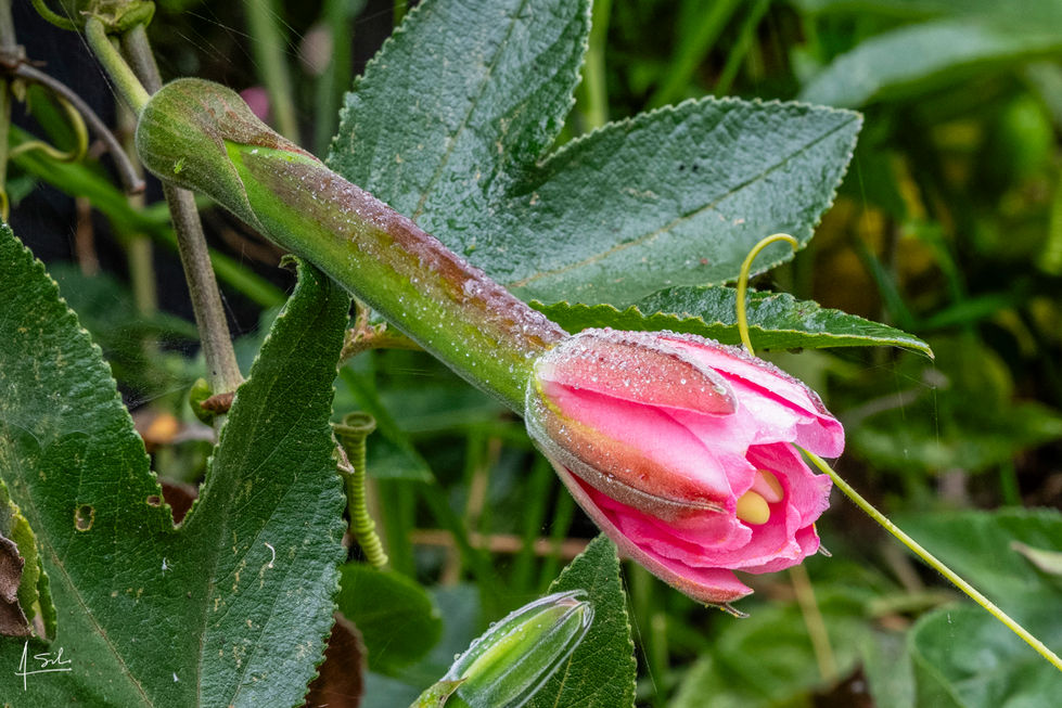 _augustosilvaotero - Augusto - Curuba.jpg