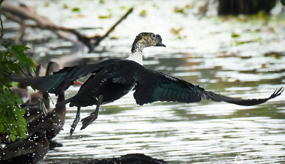 _jotaefe_100 - Jose Edgar Franco E - foto3.jpg