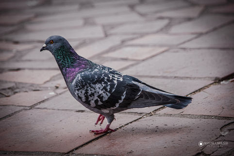 Manuel José Cárdenas Martinez - Columba livia.jpeg