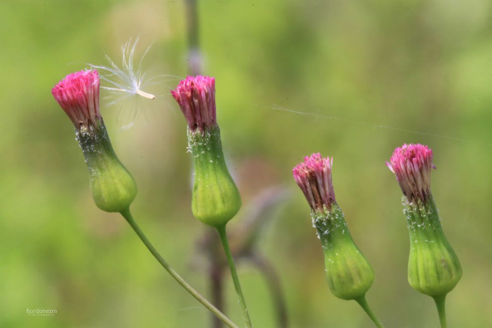 _fjordonezm - Francisco J. Ordóñez M. - Flor Silvestre San Julio FJO95903.jpg