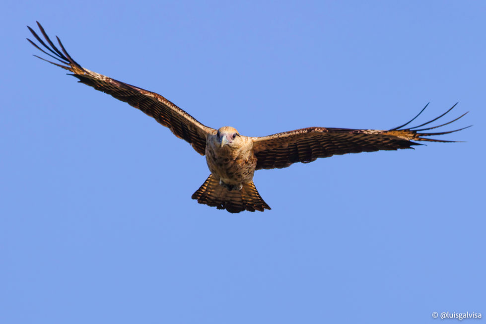 _luisgalvisa - Luis_Galvis_Aponte - _R5E5661 - Daptrius chimachima.jpg