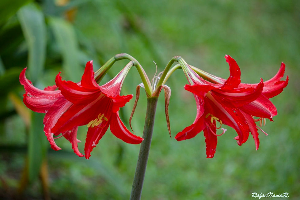 _rafaelnaviarodriguez - Rafael Navia R- Flores (3 3).jpg