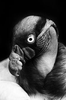 _williamochoafotografia - William Ochoa - Fondo Negro R.jpg